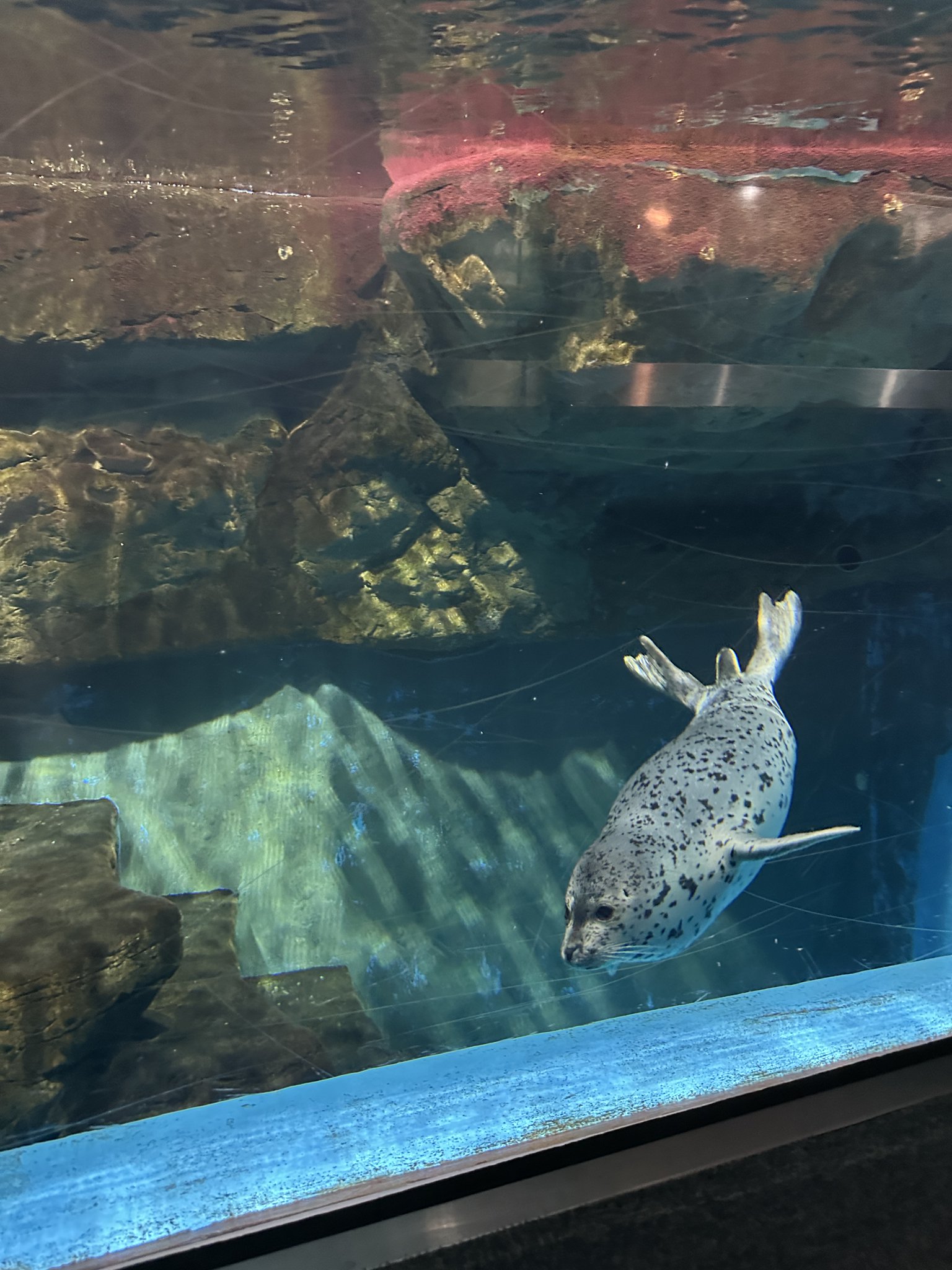 【青い湖ページ】 青森県営浅虫水族館【公式】 on X: 