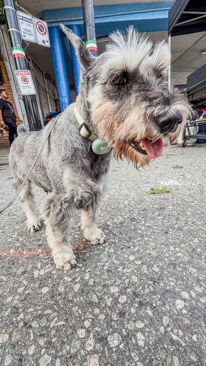 muffinjai's tweet photo. Navigating the glorious chaos of #CarFreeDay on #CommercialDrive in #Vancouver today! @carfreeyvr ๐ Itโs so cool how they turn these streets into a giant playground for people (and very important schnauzers). ๐
#CarFreeYVR #CommercialDrive #VancouverEvents #CarFreeVancouver https://t.co/vHRuDxWUdW