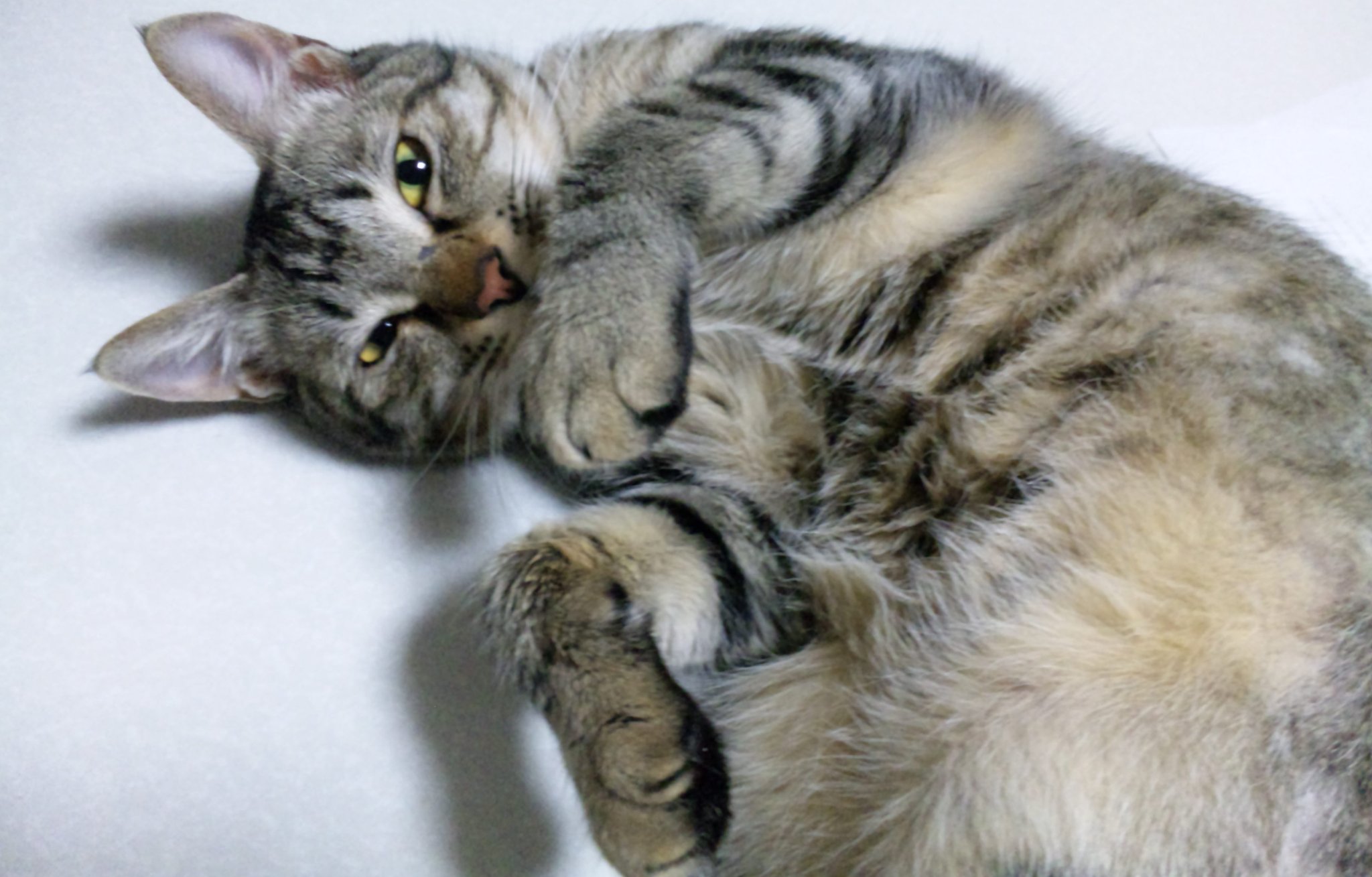 野良猫 野良猫