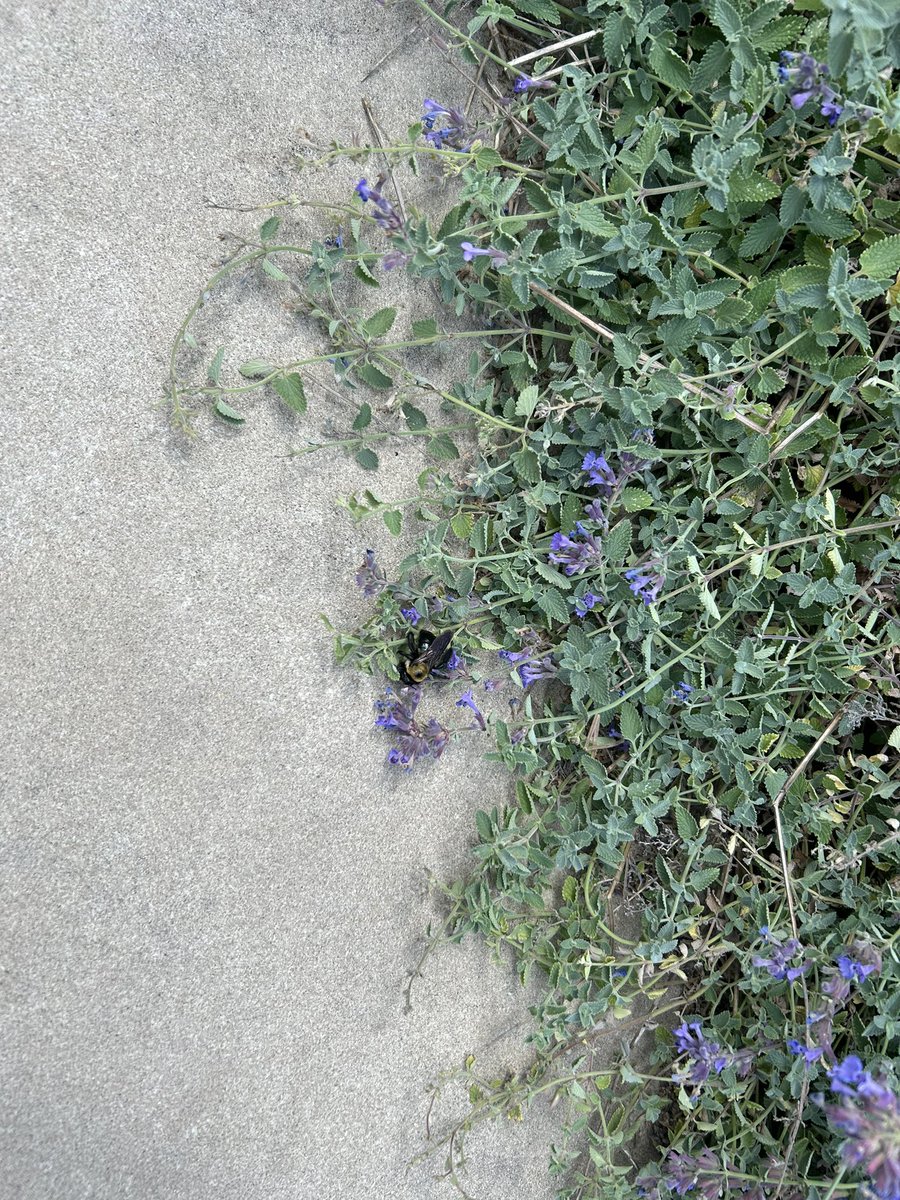 A bee I saw before hanging out with a lot of friends! Our first time hanging out as a big group!