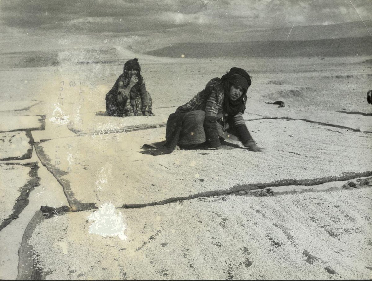 1950, Buğday hasadı yapan Kürt kadınları.