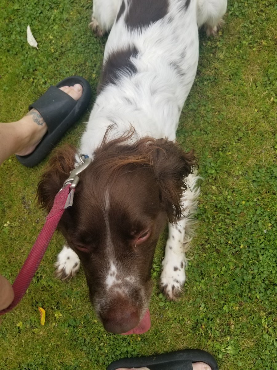 TappingGoddess's tweet photo. I Need help finding the Owner to this beautiful Brown &amp; White Intact, Young, Male Springer Spaniel. Found wondering in Riverside Drive Estate in Knock, Co. Mayo this AM. Contact DKD (Dixon's) Vets in Claremorris 4 details. 
@MADRADogRescue 
@mylive49052116 @Smartheat #DogFound https://t.co/Yju0suZ1xv