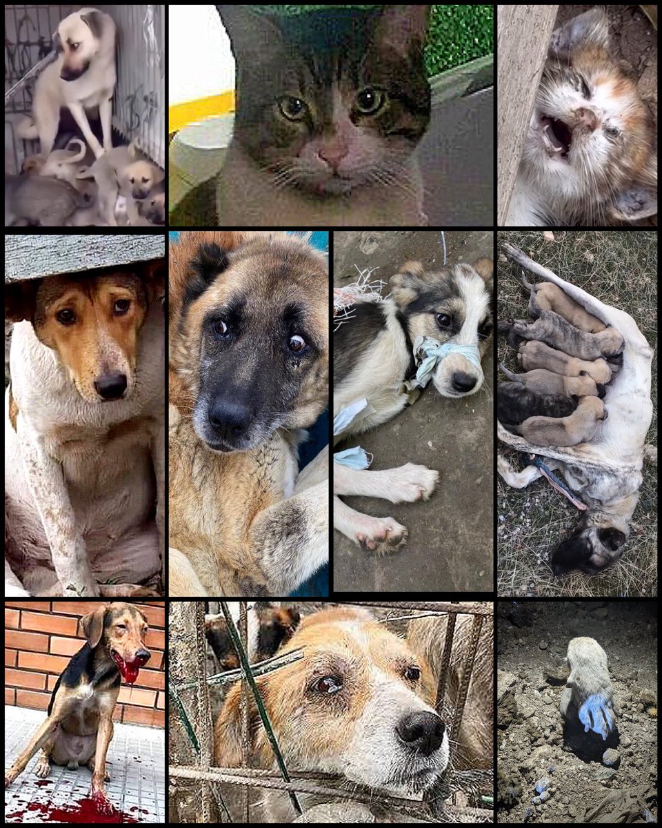 <a href="/TC_KemalBildis/">TC_KemalBildiş</a> Hala aklım almıyor hangi inanç, hangi din, hangi kitapta yazar açların doyurulmasını yasaklamak❓

Bu hayvanlar kendi rızalarıyla mı dünyaya geliyor❓

Neden üretim, dövüş, satış, sokaklara atma engellenmiyor da sokaklara atılan garibanlarla uğraşılıyor pesss‼️