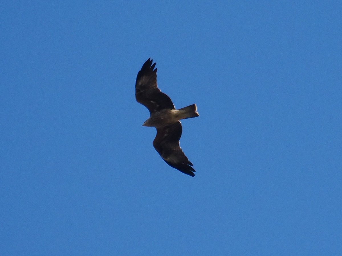Rob Rackliffe (@robrackliffe) on Twitter photo An awesome day for raptor migration at Falsterbo with a LESSER SPOTTED EAGLE, 157 Sparrowhawks, 14 White-tailed Eagles, 145 C Buzzard, 48 Honey Buzzard, 53 Red Kite, 3 Black Kite, 8 Marsh Harrier, 2 Osprey, 3 Hobby and 3 Peregrine with <a href="/a1virginia/">Virginia Fairchild</a> <a href="/GaryGstraw1/">Gary Stewart</a> An awesome day for raptor migration at Falsterbo with a LESSER SPOTTED EAGLE, 157 Sparrowhawks, 14 White-tailed Eagles, 145 C Buzzard, 48 Honey Buzzard, 53 Red Kite, 3 Black Kite, 8 Marsh Harrier, 2 Osprey, 3 Hobby and 3 Peregrine with <a href="/a1virginia/">Virginia Fairchild</a> <a href="/GaryGstraw1/">Gary Stewart</a>