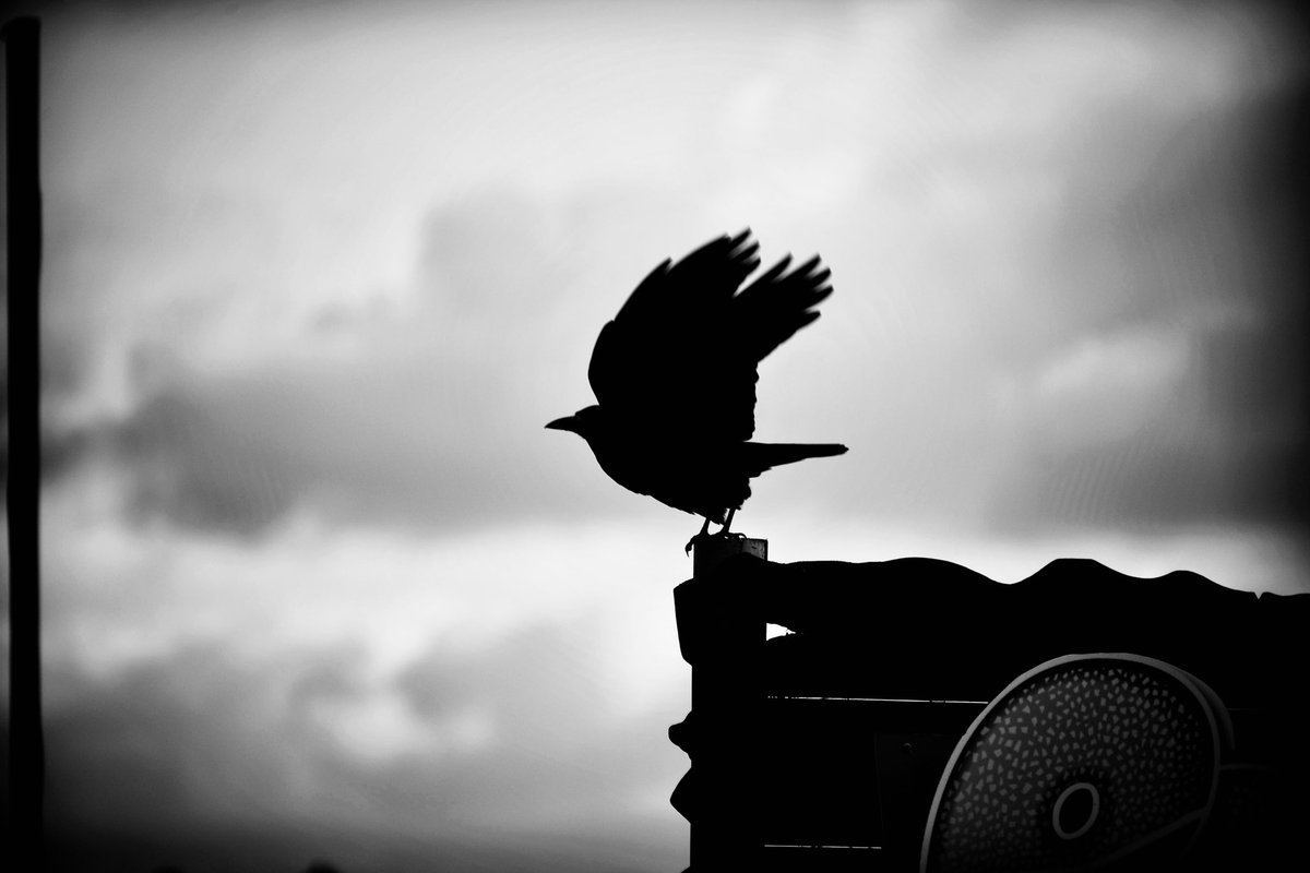 thisdevon (@thisdevon) on Twitter photo 