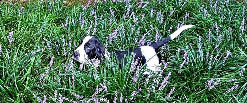 Angel & Johnny Cash the Basset Hound tweet media