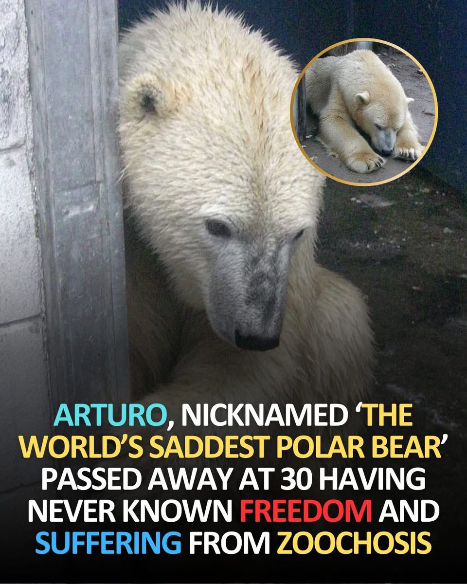 Arturo was a polar bear who lived at the Mendoza Zoo in Argentina, far from the icy Arctic environment he was meant for. 
Instead of snow and endless ice, his world was a small, barren concrete enclosure where summer temperatures often climbed above 100°F (40°C). He had no way to
