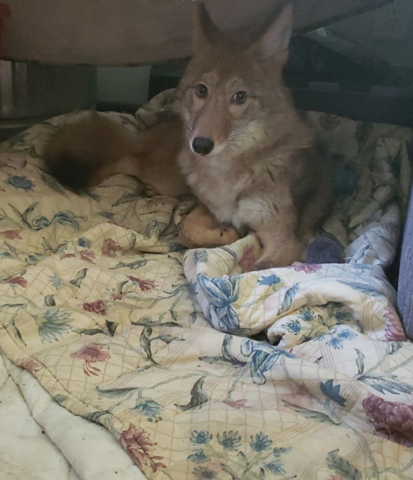 [🔗](api.tinyfox.dev/hourly/yotes/p…)