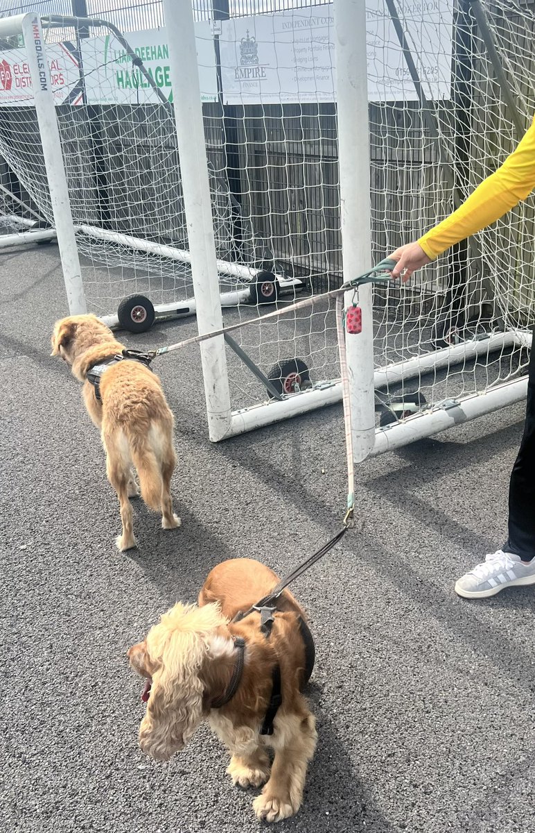 Dogs at non league game pic