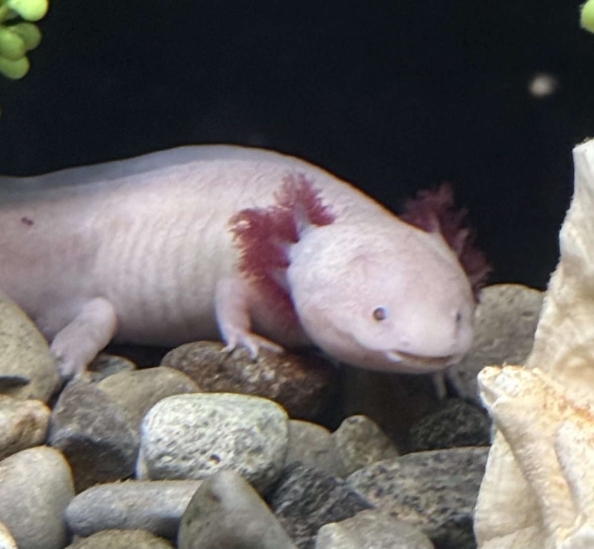 taylor `✦ ˑ ִֶָ 𓂃⊹ (@llghtdragon) on Twitter photo 