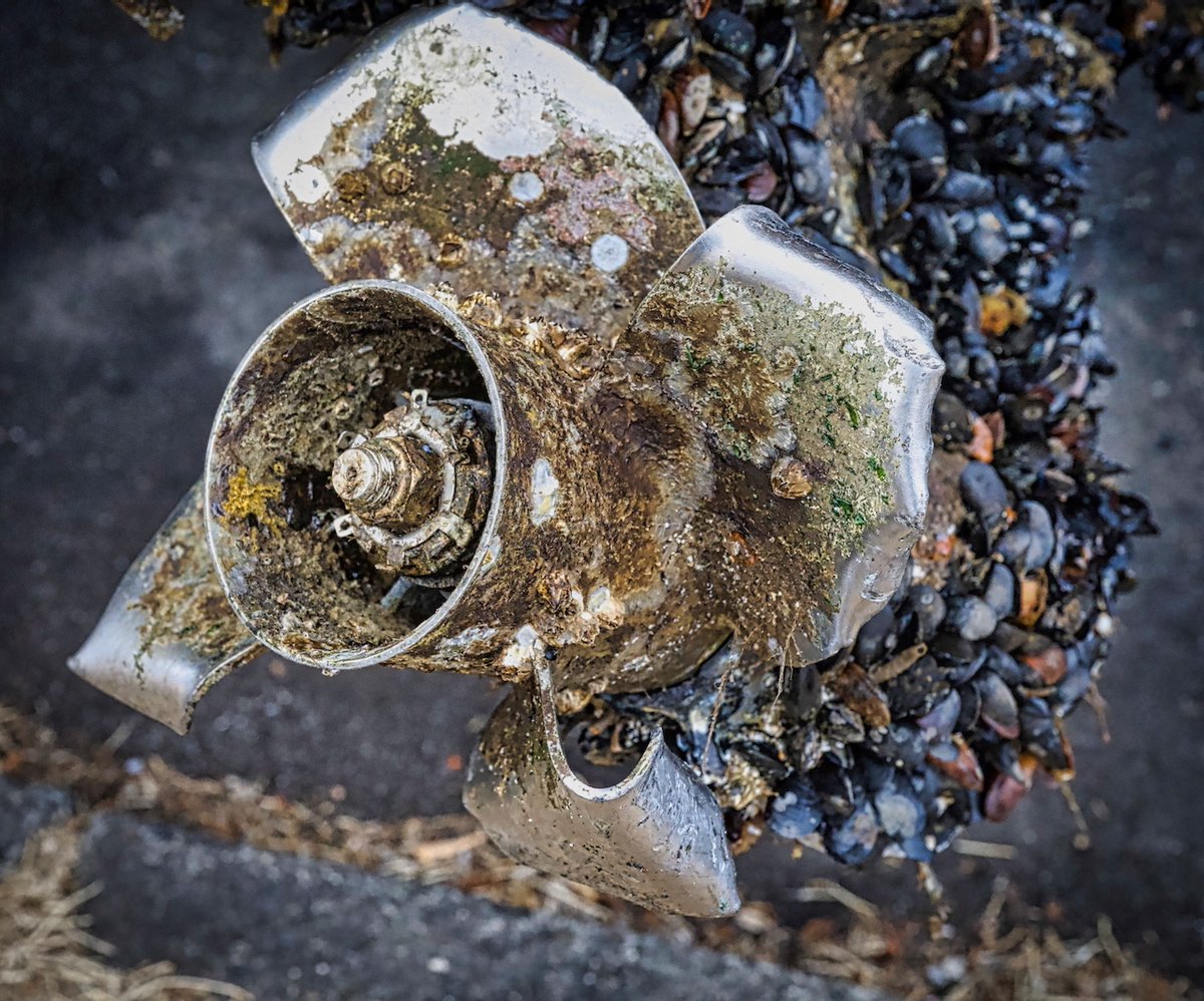 UPDATE: A Mariner's Misfortune; The ordeal of the Bayliner Ciera 3055
The trailer to remove the boat was reported stolen; One man taken into custody and boat and trailer are being impounded

westsideseattle.com/robinson-paper…