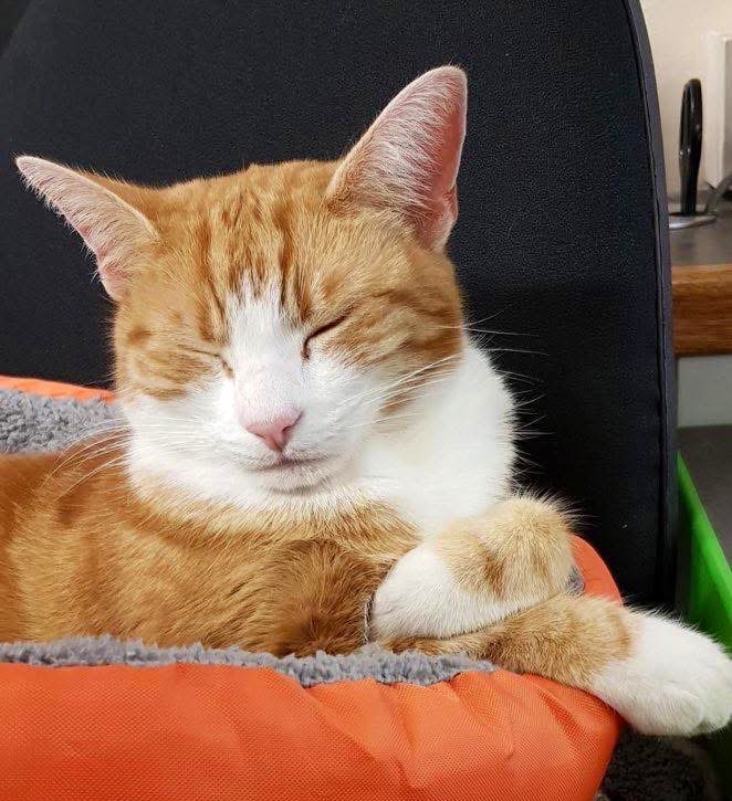 George The Stourbridge Junction Station Cat tweet media