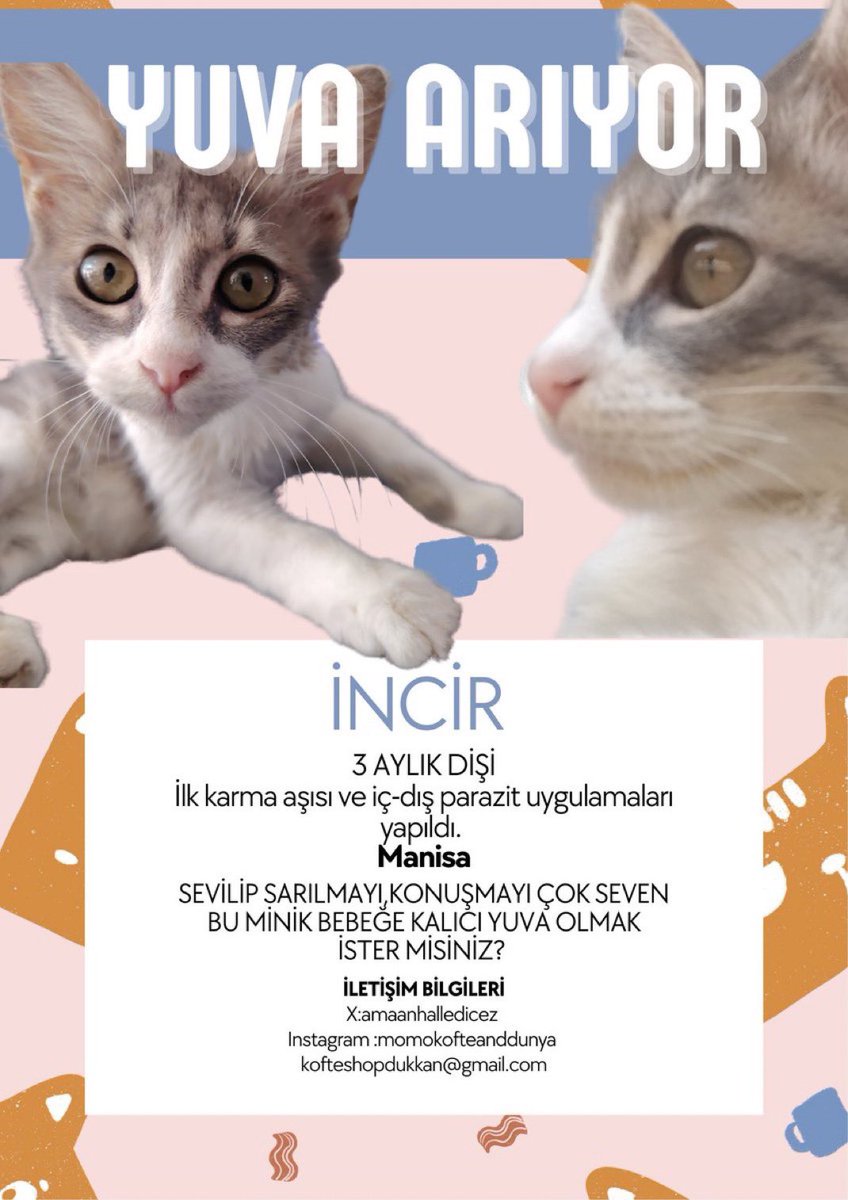 İncir bebeğim için yuva arıyorum. Tedavisi bitti geçici kaldığı dükkanda çok vakti yok ailesini bulamazsak sokağa dönmek zorunda. 🌸💕
MANİSA 

<a href="/amaanhalledicez/">fenalık geldi</a>