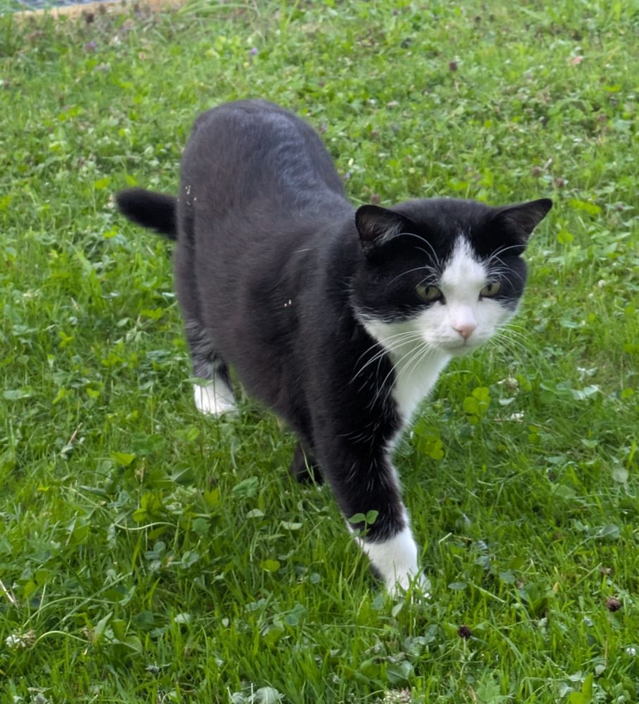 a0dbxza's tweet photo. Happy Caturday 
#caturday #cats https://t.co/8nPPWmprjF