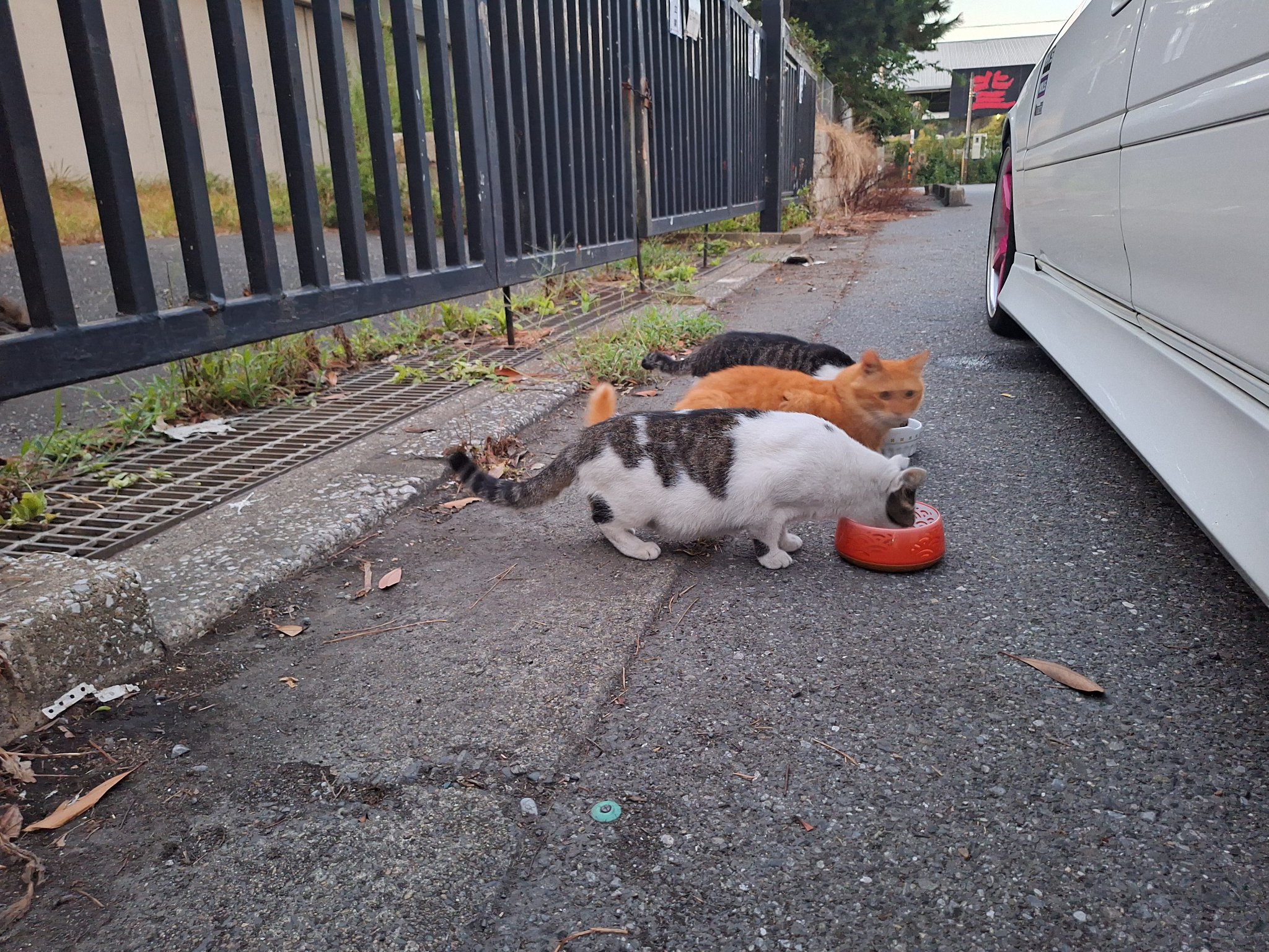 猫田 シナダ SHINADA ぬいぐるみ もちねこ クロ(XL) MONE-0880B