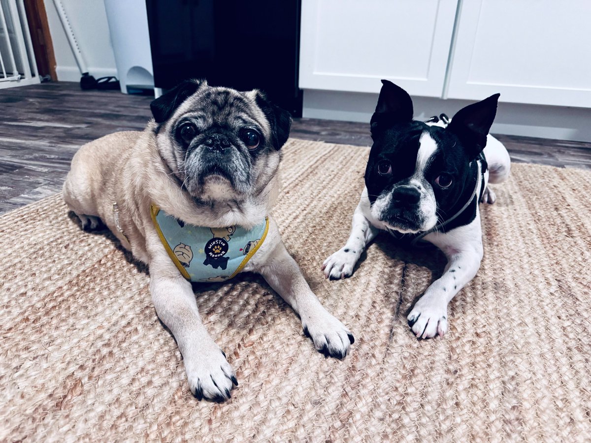 Sowwy we haffent been around much dese days - we miss awl owr pals and hope evwyone is okay. Luff Yoo. We is boff doing gweat!!! - Luff Winston &amp; Osmond