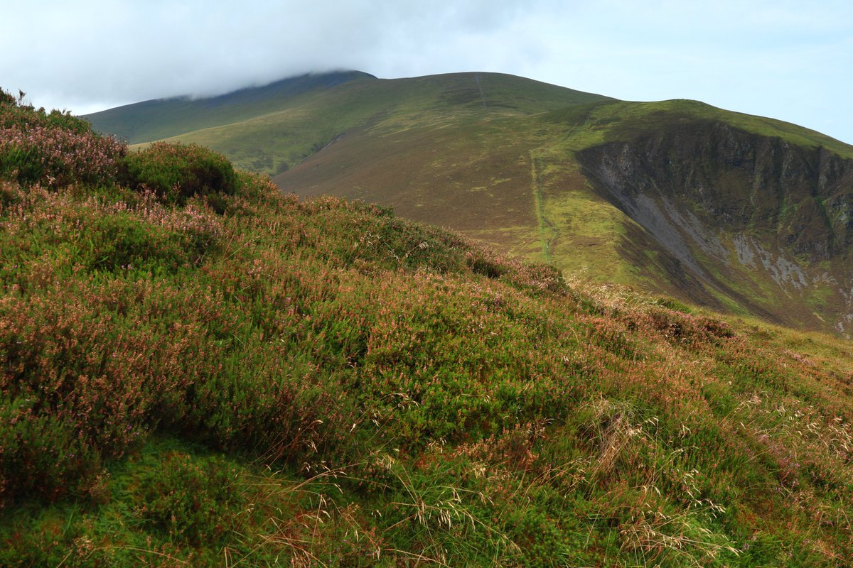A circuit of Great Calva today. Up by Hause Gill and down by The Cumbria Way.