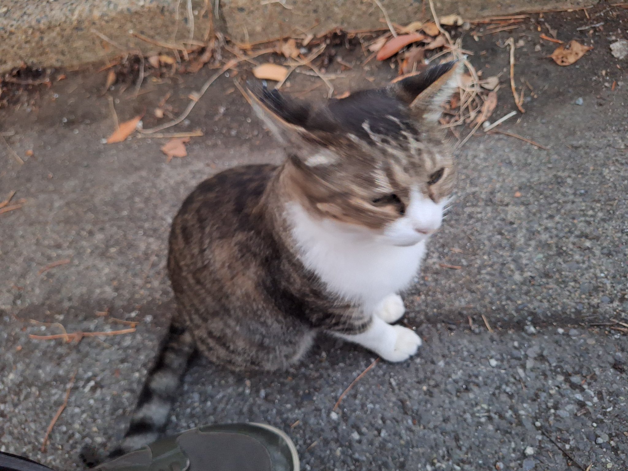 ウラシク　『取引猫様』 H23002.jpg?v=1720952124&width=1946