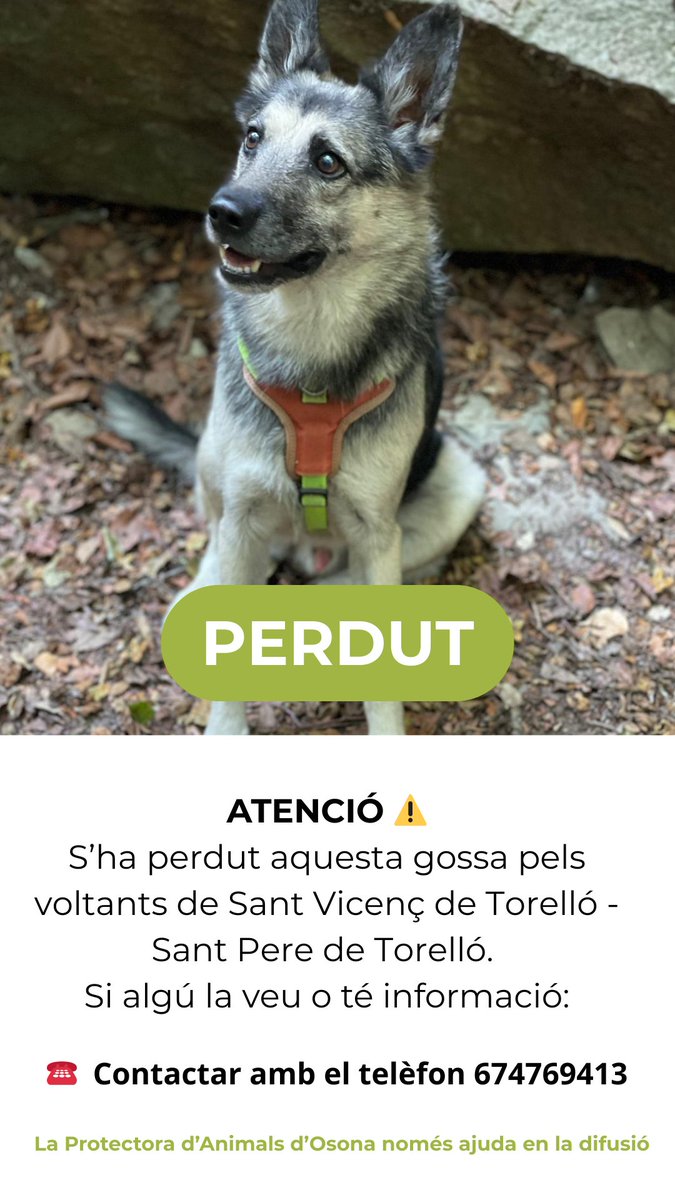 ATENCIÓ ⚠️: S’ha perdut aquesta gossa pels voltants de Sant Vicenç de Torelló - Sant Pere de Torelló. Màxima difusió 🙏🏼

Si algú la veu o té informació:

☎️ Contactar amb el telèfon 674769413

La Protectora d’Animals d’Osona només ajuda en la difusió.