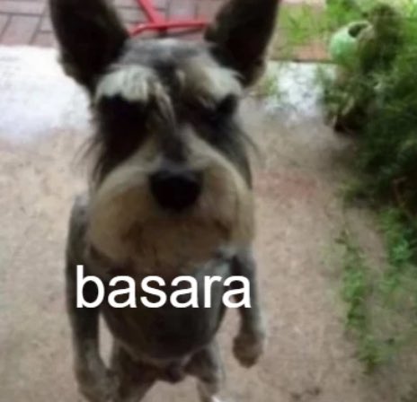 Basara tweet media