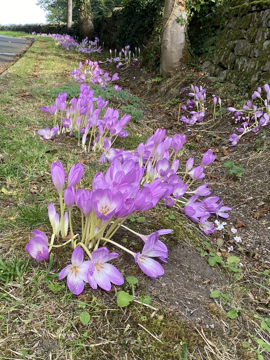 The colchicums on the roadside are coming out thick and fast. #fairviewyearround #fairviewverge