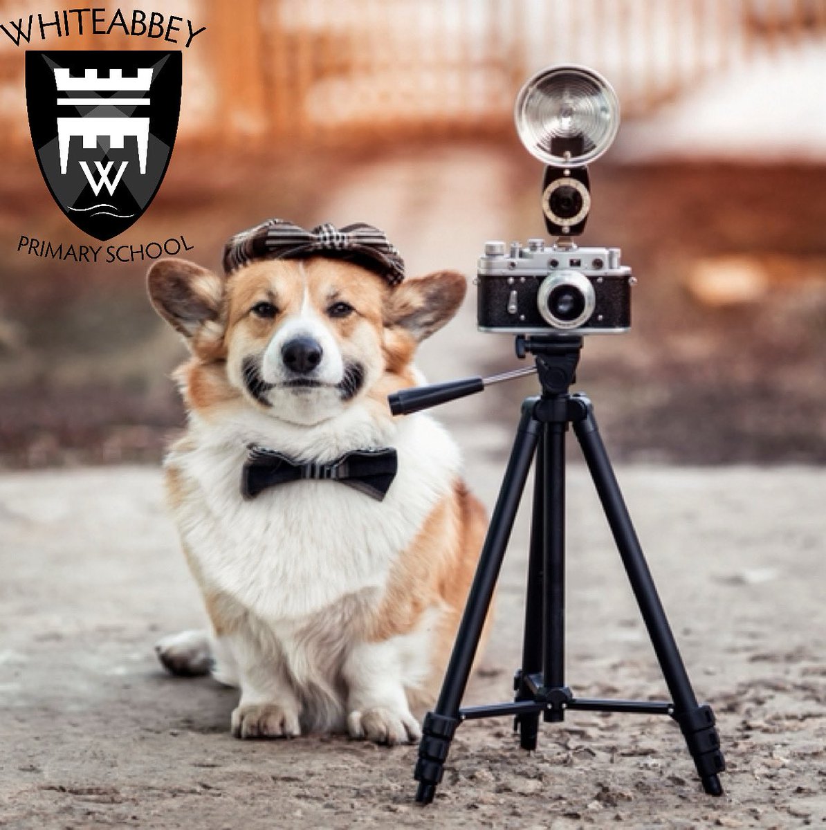 Whiteabbey Primary School tweet media