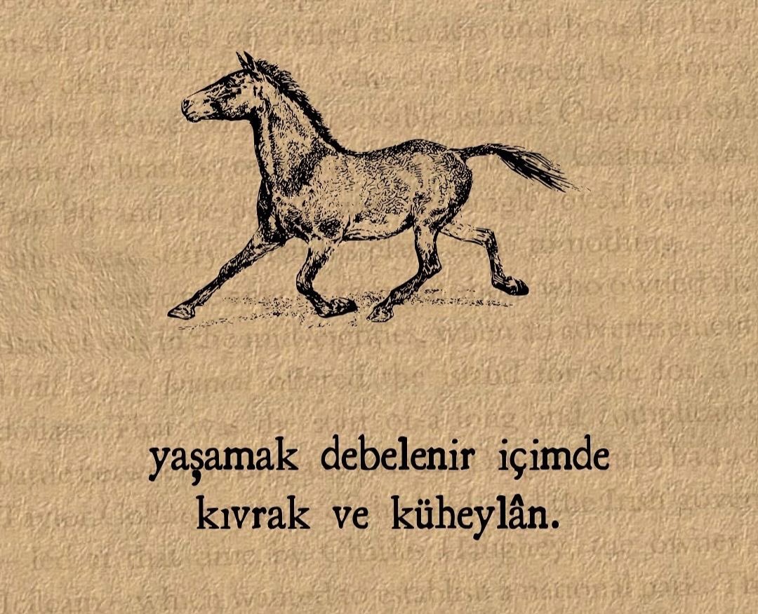 Öykü Koç (@oyykukoc) on Twitter photo 