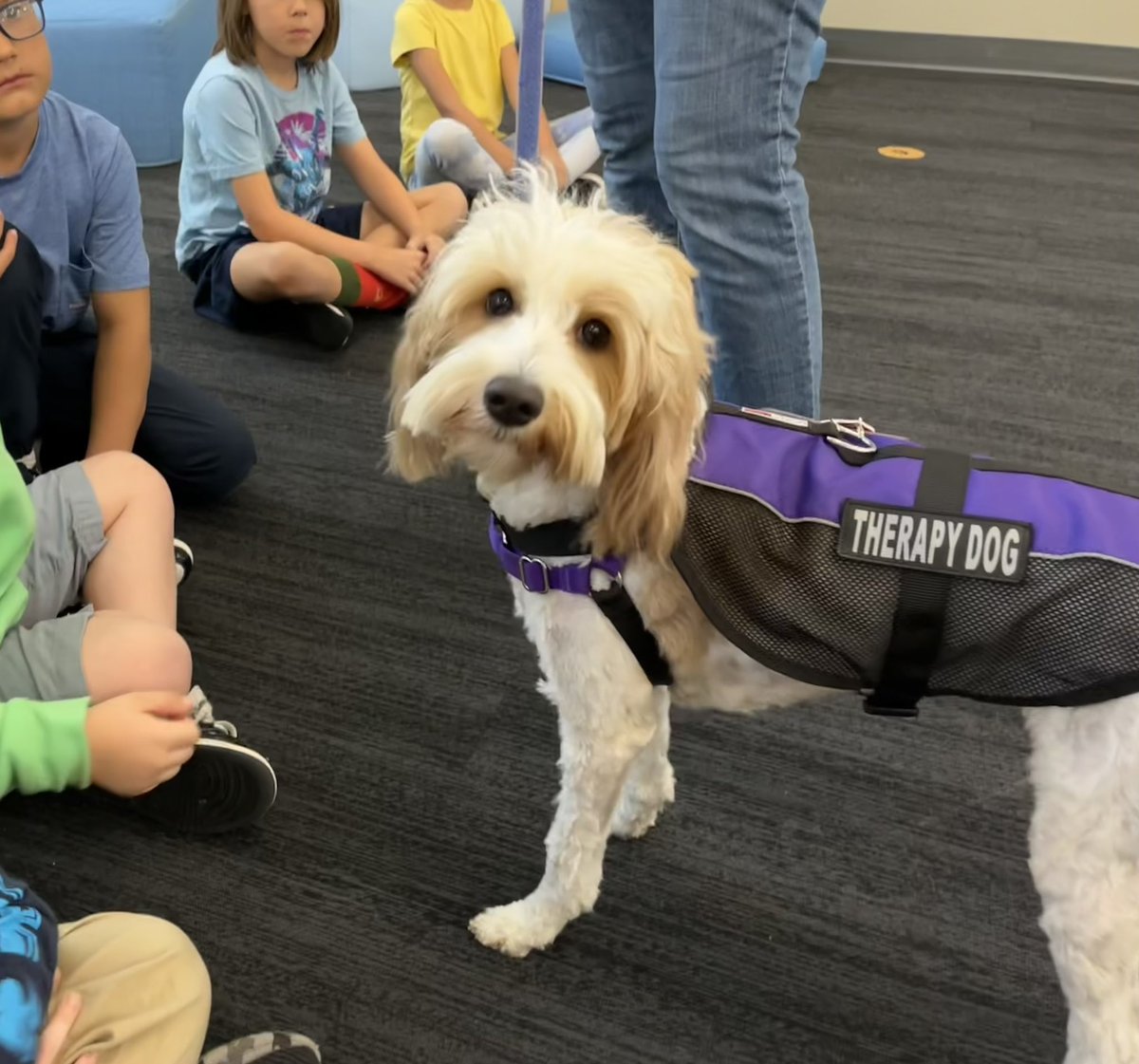 Just started school on Friday with this R.E.A.D. helper.  We have a first and second grader that cannot read and our goal is to have them reading by Christmas.  Summer is a calming addition to a child’s reading time and we have a very challenging year ahead.  🐶