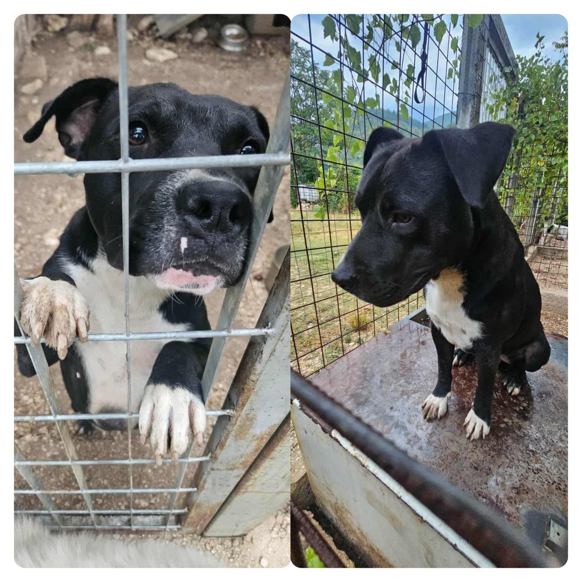 ABRUZZO‼️Sotto la pioggia come un disperato😔 un emarginato senza più un futuro. Il "padrone'ha detto che lo s@pprime se non lo faccio sparire😭Simba ha 10 mesi buonissimo con le persone e con gli altri cani.Sta morendo in questa gabbia fatta di fango e dolore.Inf 3397607295Jessy