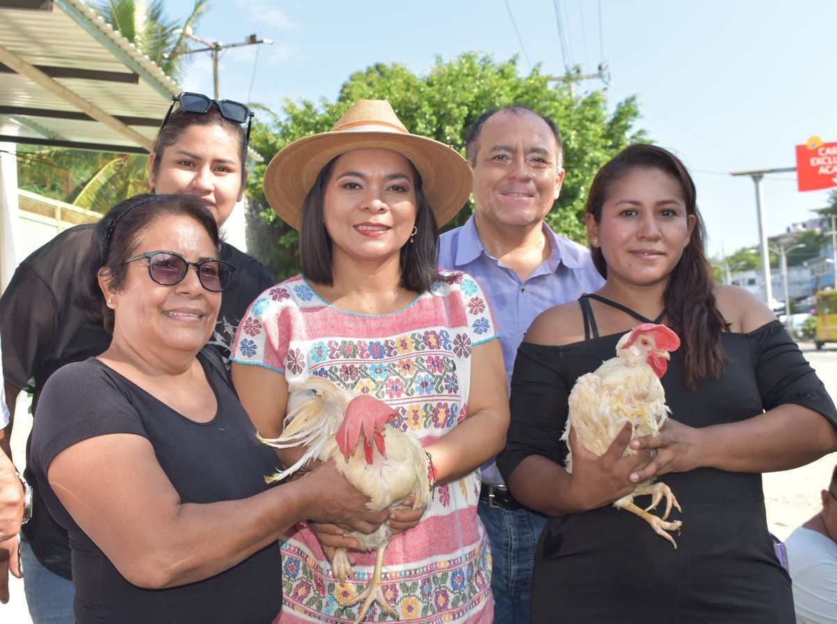Beatriz_Mojica's tweet photo. En Guerrero la #esperanza también se alimenta. Con la entrega de gallinas ponedoras a familias #acapulqueñas apoyamos la economía familiar y local. 
✅️ También, promovemos la autosuficiencia. La transformación se construye desde lo más esencial: la comida en nuestra mesa.

Seguimos trabajando desde el #Territorio👊🏾

#BetyMojica
#SenadoraDeTerritorio 
#Resultados 
#Honestidad 
#TrabajoTerritorial