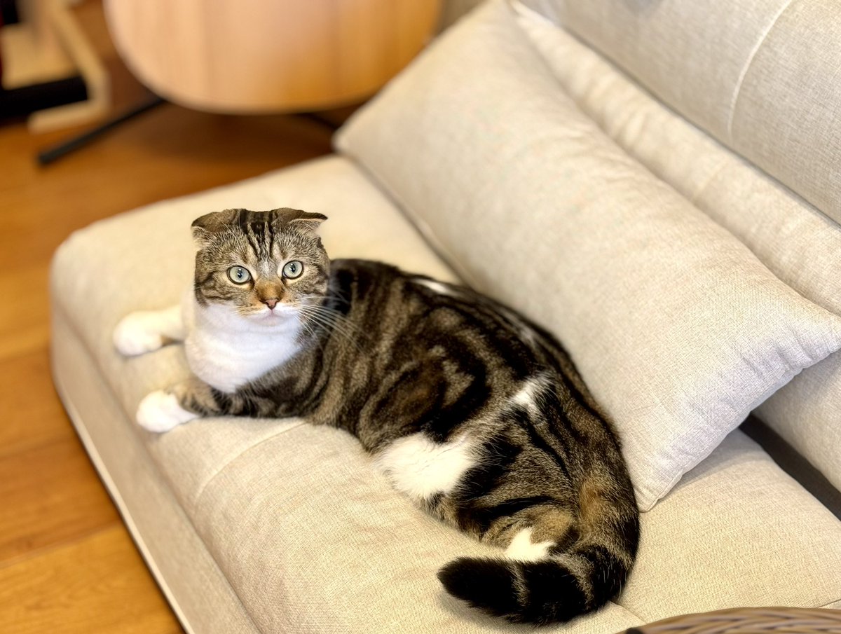 猫大好き 大好きホールド 猫好き