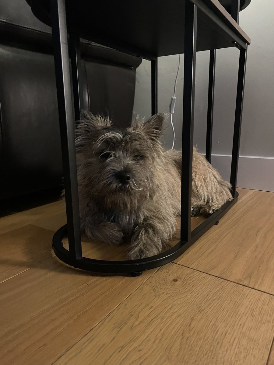 There is a pattern forming where Woody likes to sleep… small spaces #cairnterrier #cairnterriersofX