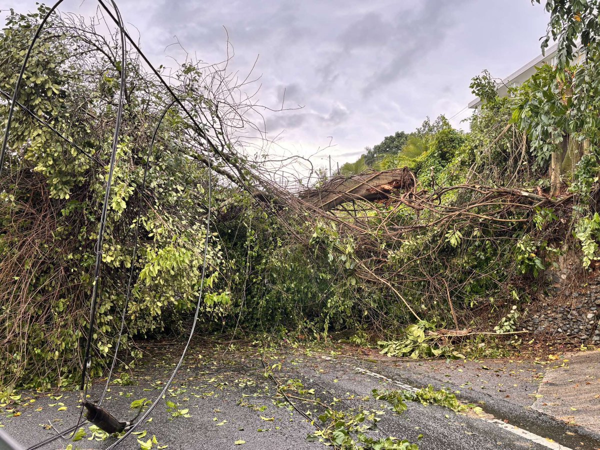 adamonzon's tweet image. Carretera 100 en #Cabo Rojo
📸 Mi Cabo Rojo
Caida de arbol desde #Ciales Carr 149 Bo Jaguas
📸 Wendilyz Negron