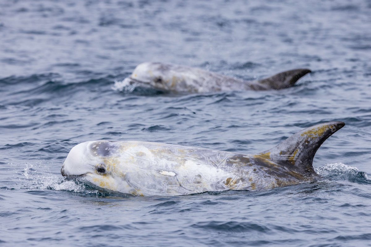 cheesemanseco's tweet image. 🐋 FINAL BOARDING CALL!
Join Dr. Ted Cheeseman, PhD tomorrow for a Monterey Bay whale‑watching trip packed with sightings and smarts.

🎟️ Last-minute spots open—book now! ow.ly/gF0W50WRnhu
#MontereyWhales #WhaleTomorrow #DrTed

📸 Morgan Quimby