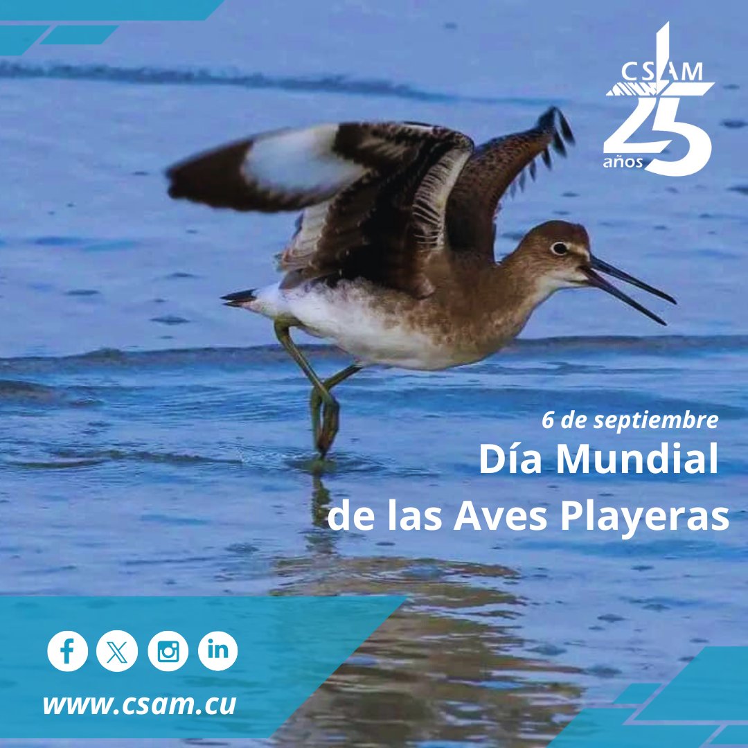 ✅🐦6️⃣ de septiembre

DÍA MUNDIAL DE LAS AVES PLAYERAS 
. 
.
.
#CSAM #AMACuba #CitmaCuba #DíaMundialAvesPlayeras #AvesPlayeras #WorldShoreBirdsDay #Conservación #Biodiversidad #Cumplimos25 #25deCompromiso

📸 Trujillo