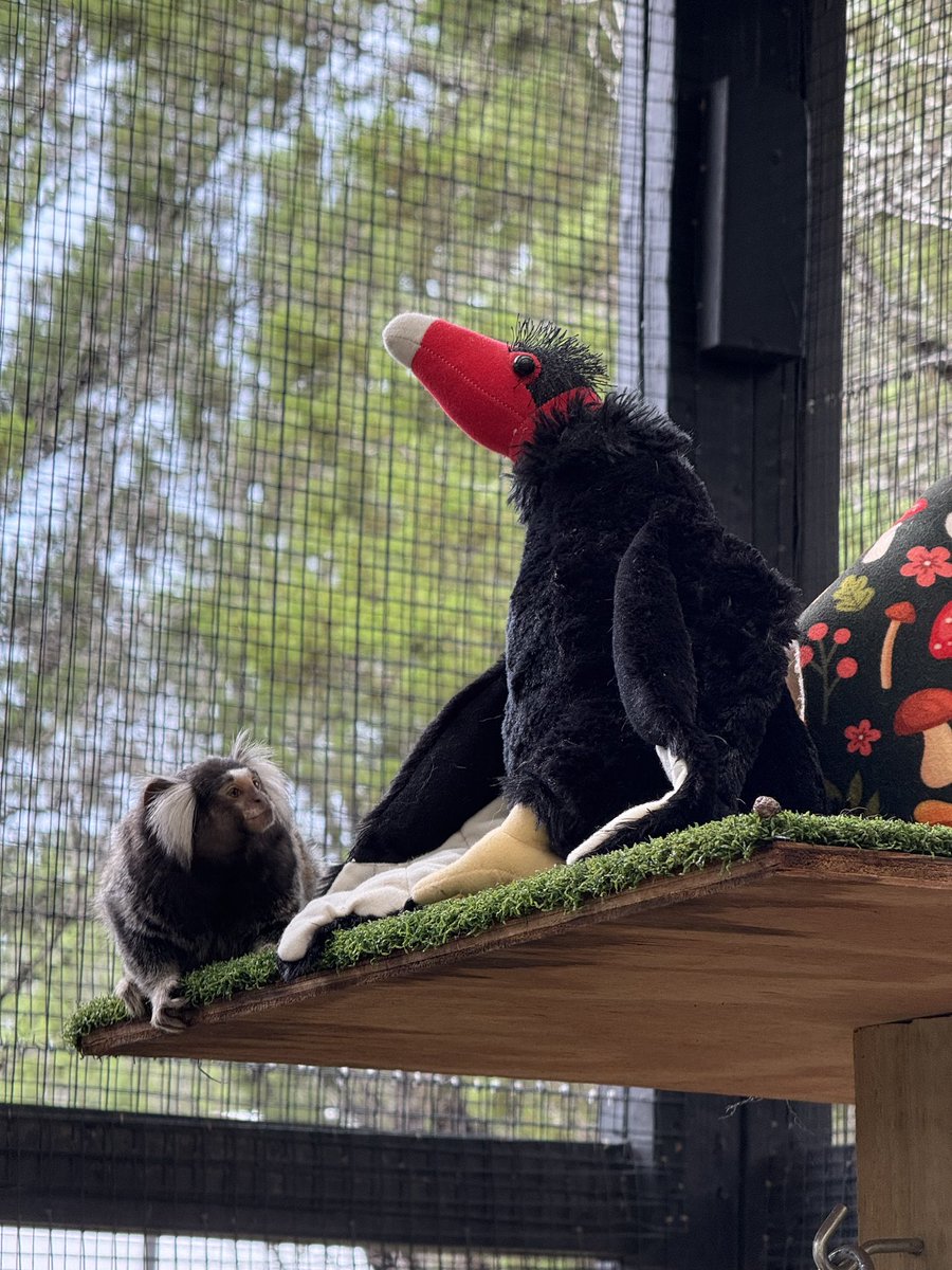AlveusSanctuary's tweet photo. Happy International Vulture Awareness Day to you from Appa 💚🦅 #IVAD 

Vultures play a critical role in our ecosystems as nature’s clean up crew and today highlights the urgent need for their conservation! https://t.co/u3M4KP87Sc