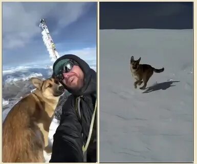 svetlichnajalo5's tweet photo. Бездомный пёс покорил Эльбрус вместе с туристической группой. Собака прибилась к людям и поднималась всю ночь до западной вершины горы.
На высоте 5600 метров пёс прекрасно себя чувствовал и взаимодействовал с альпинистами, а после послушно спустился со всеми вниз. https://t.co/GqnyPIGvVq