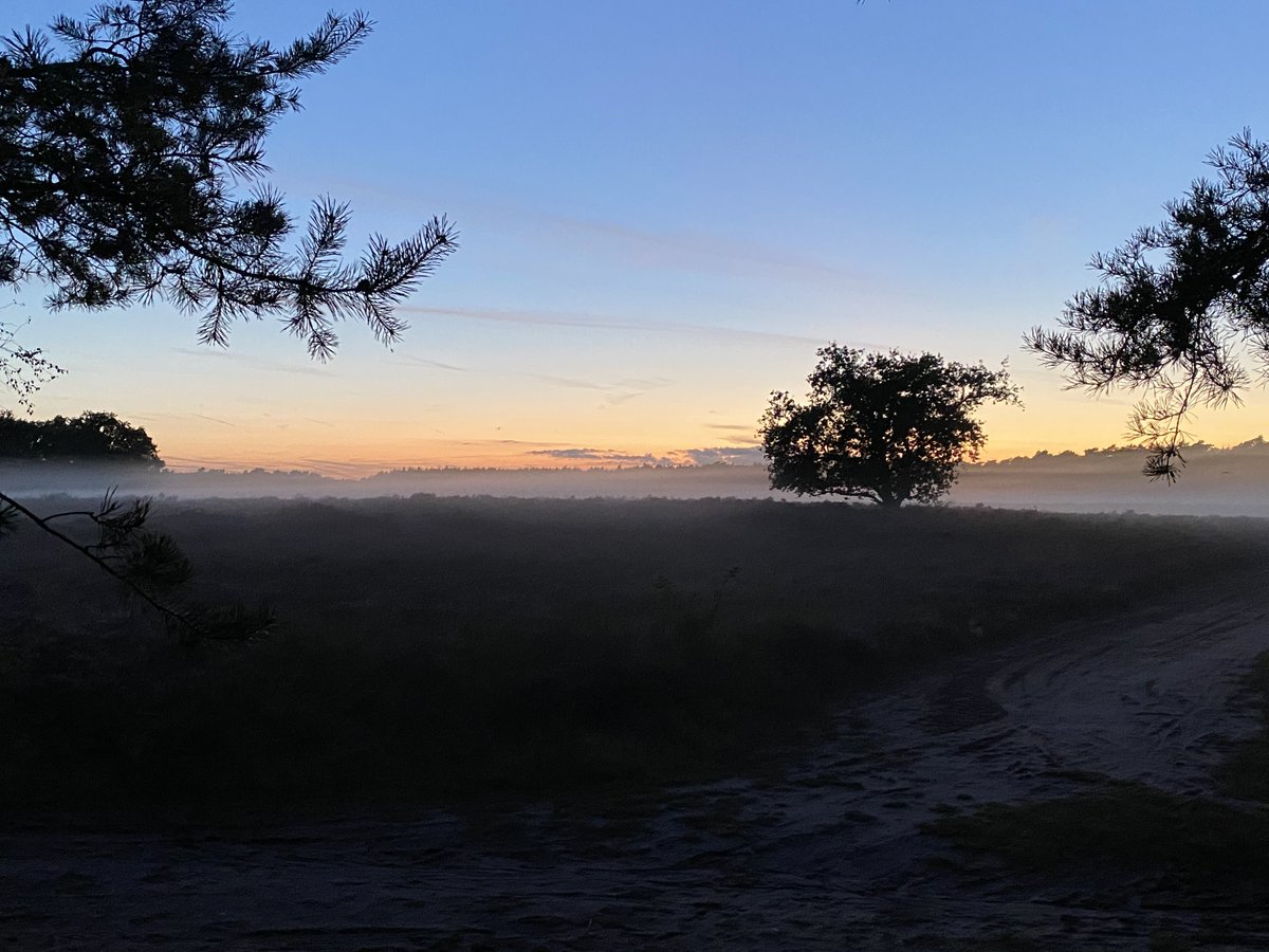 Einde avond, ondergaande zon en nevel boven de hei. Mooi avondje wildspotten 🐗 🦌 🦊