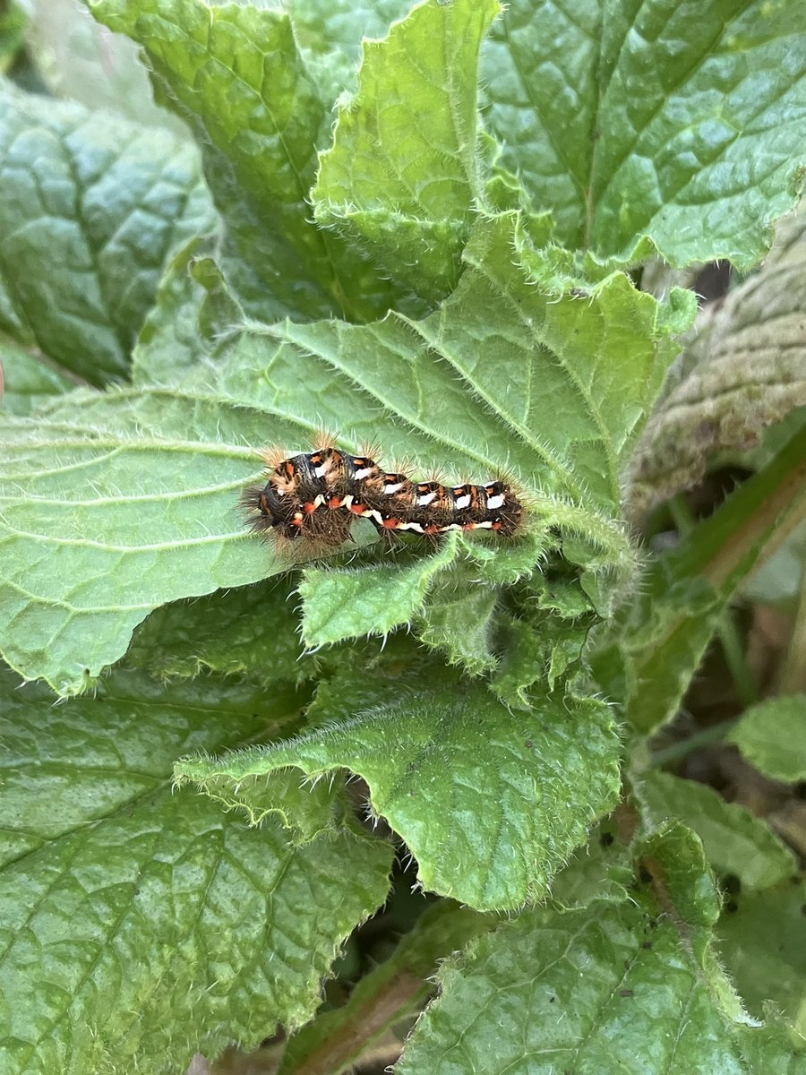 AltoAngel's tweet image. I’m naming this one Tadej #pogi