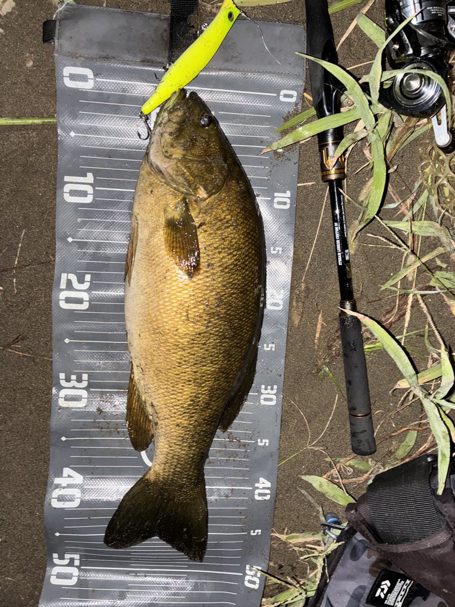 週末増水朝マズメ、本命バレて残念だったけど、嬉しい良型ゲスト☺️