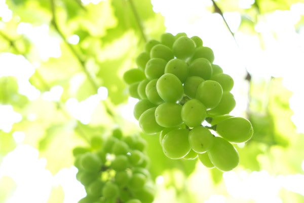 herbest_harvest's tweet image. 📅締切まであと3日！

🍇💎内子町産シャインマスカット（２房）をプレゼント🎁✨
【抽選で１名様】

みずみずしい果汁とパリッとした食感。
口いっぱいに広がる甘みは、まさに“ご褒美フルーツ”💚

⏰応募締切：9/10（水）23:59
応募方法はこちら
1️⃣ @herbest_harvest をフォロー
2️⃣ この投稿をリポスト