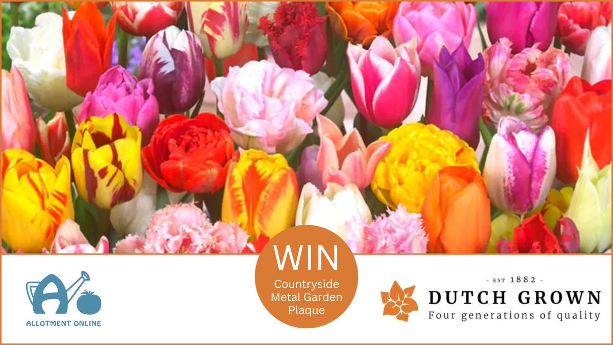 You can enter for the chance to win an Eternal Spring Tulip mix from <a href="/HollandBulbs/">DutchGrown</a>!
To enter follow us on our socials, like and share this post with your flower loving besties and enter online at allotmentonline.co.uk/win-an-eternal…
#win #giveaway #tulips #spring #gardening #springbulbs