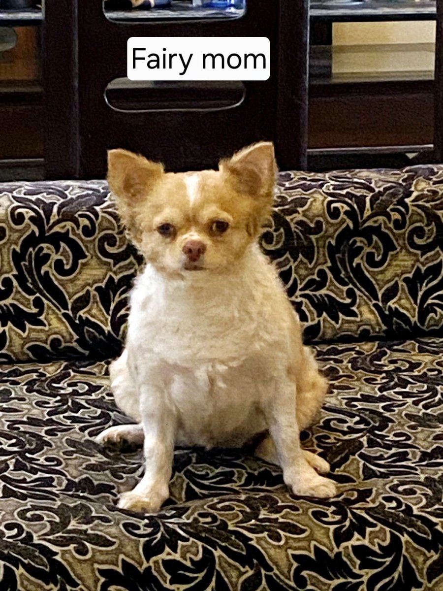 letssavewelfare's tweet image. What a funny family! 😂 
Meet the hilarious trio: Carlos, the dad, Khaled the "boss" son who's twice his size, and Fairy the mom with the best funny expressions 😄 Their family dynamic is pure gold!

 #dogfamily #funnydogs #lovedogs