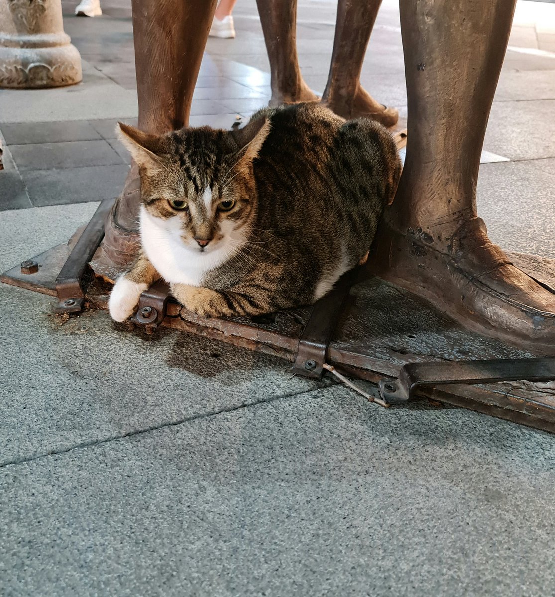 Kedi Direniş Örgütünden (KDÖ) İnsanlığa Mesaj Var:

"Binlerce yıldır, anavatanımız olan Anadolu'da sizlerle iç içe yaşadık. Bahçelerinizden bağlarınızdan hanelerinizden haşereleri, yılanları, sıçanları uzaklaştırdık. Evlerinizi mırıltılarımızla yuva yaptık, yuvanıza güzellikler