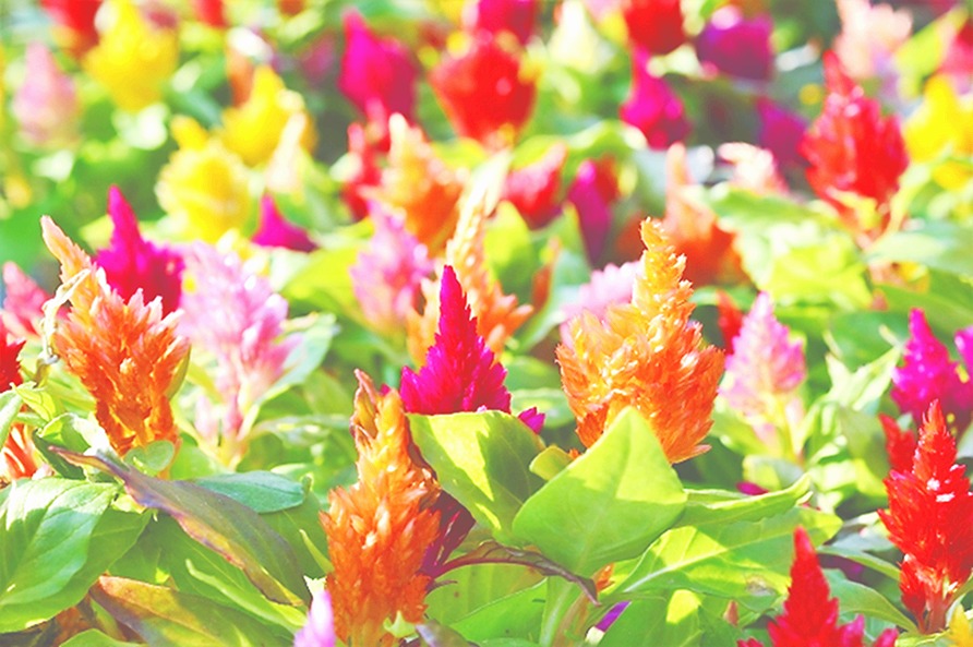 おはようございます。
今朝は「みなみさやか」に癒されました！

サッと淹れてみた１煎目✨雑味なく透きとおった甘味が、心地よい朝😊２煎目からの濃厚なホッコリ甘味も、美味しい～🥰

温茶が心まで沁みわたる～朝茶時間でした🎵🍃

「川根茶｜鈴木茶苑さん」
【本日の１杯】今日もありがとう。