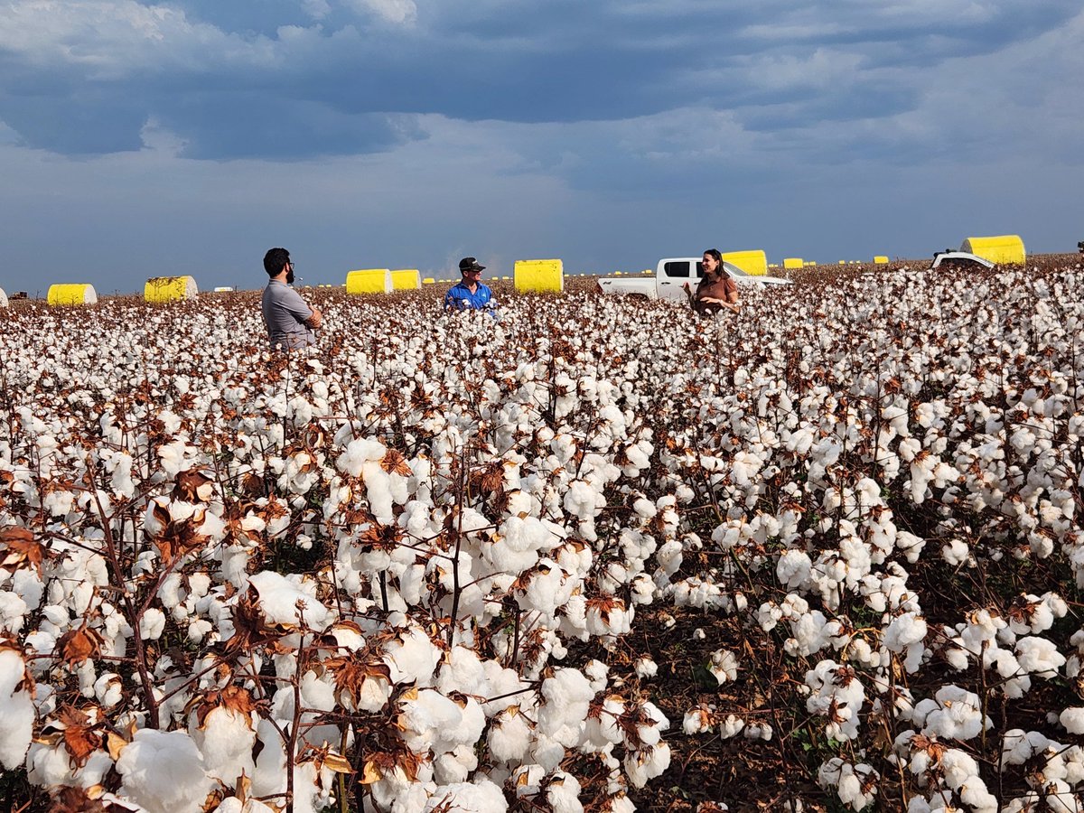 gerainthudson's tweet image. Cotton as far as the eye can see... it&apos;s literally horizon to horizon around here
And in a couple of months it all be soy beans!
#Brazil #cotton