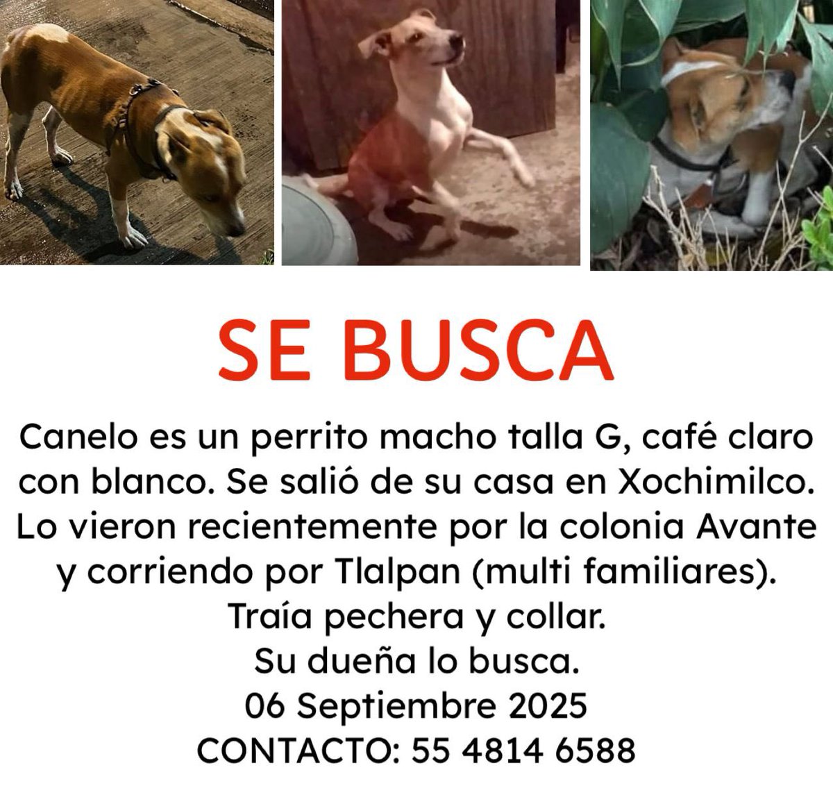 #Extraviado Canelo, perro macho talla grande, café claro con blanco. Se salió de su casa en Xochimilco. Lo vieron recientemente por la colonia Avante y corriendo por Tlalpan (multi familiares). 
Traía pechera y collar. 
Su dueña lo busca. 
06 Septiembre 2025