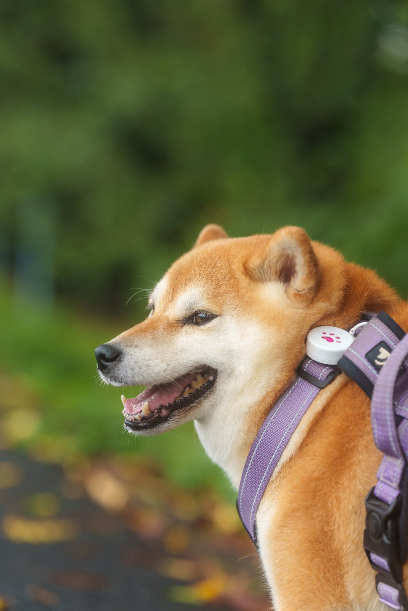 KEiSUKE OKADA & KOHARU🐕& KOTORA🐕‍🦺 on X: 