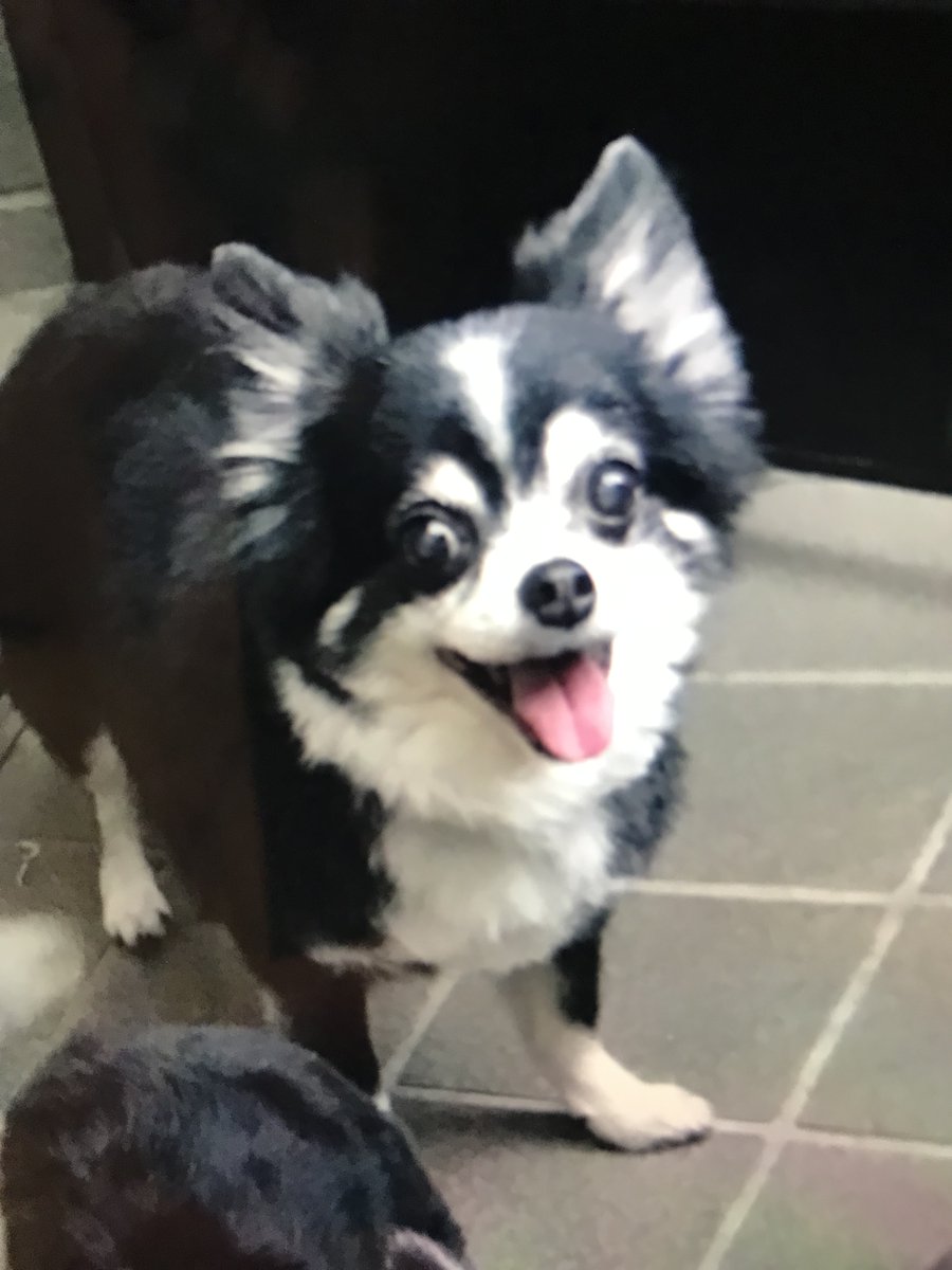 #川崎市　#宮前区　#犬蔵　#迷子犬　#犬保護　ベネ17歳　#チワワ　探してます。昨日9/6は父犬ナパの命日、早朝にミークを迎えに来ました。家族こぞって来たのかも、その中にベネもいたのかな。ベネの安否をご存知の方ご連絡下さい。お願いします　#多摩区　#高津区　#たまふプラーザ　#東京　#拡散希望