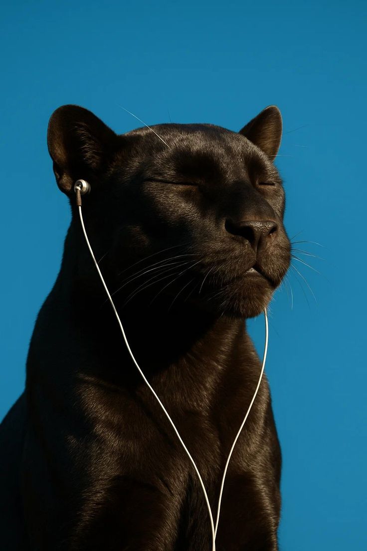 REX (@rexchillect) on Twitter photo 